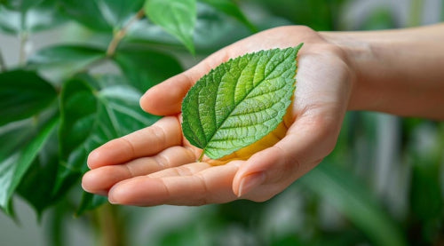 Antioxidant Integration in Award-Winning Formulas for Environmental Protection