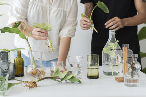 The Intersection of Botanicals and Biotechnology in Skincare Development