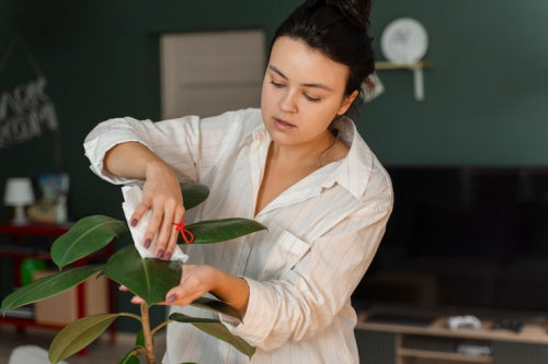 Botanical Extracts and Their Documented Benefits in Targeted Treatments