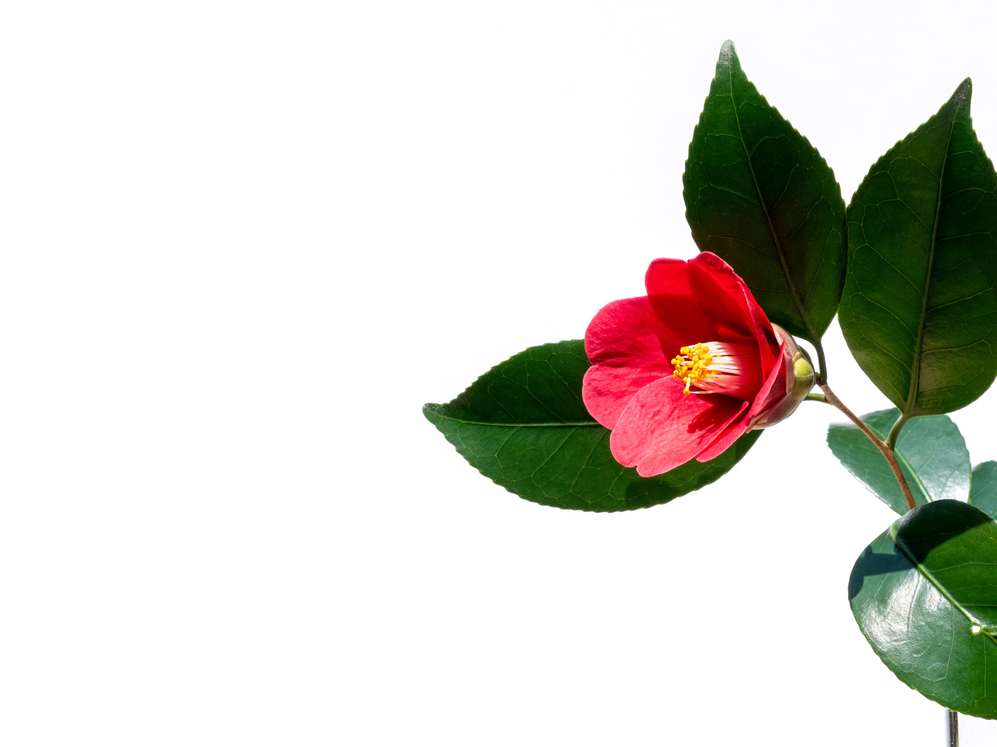 tsubaki flower