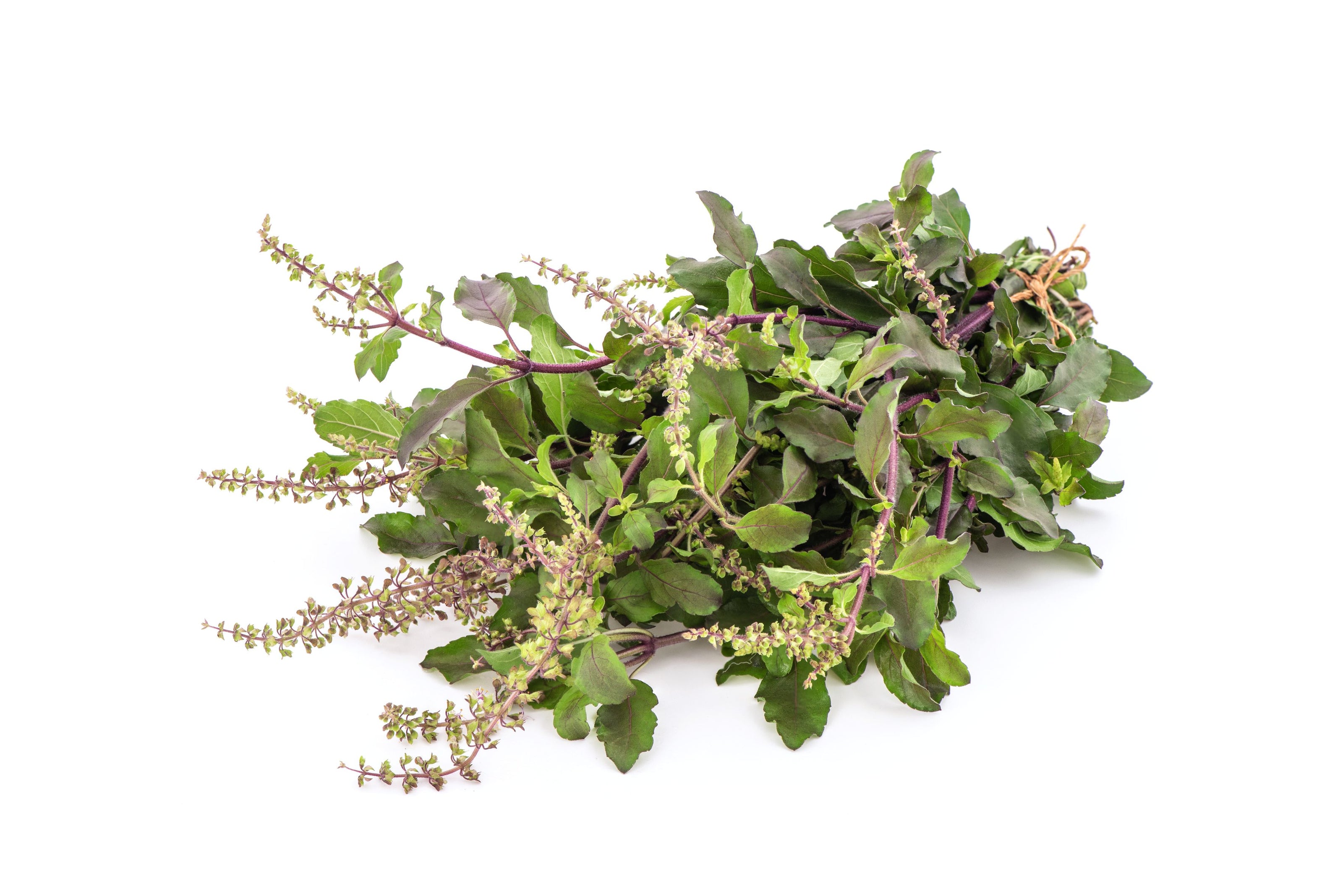 Bunch of fresh green holy basil herbs on a white background