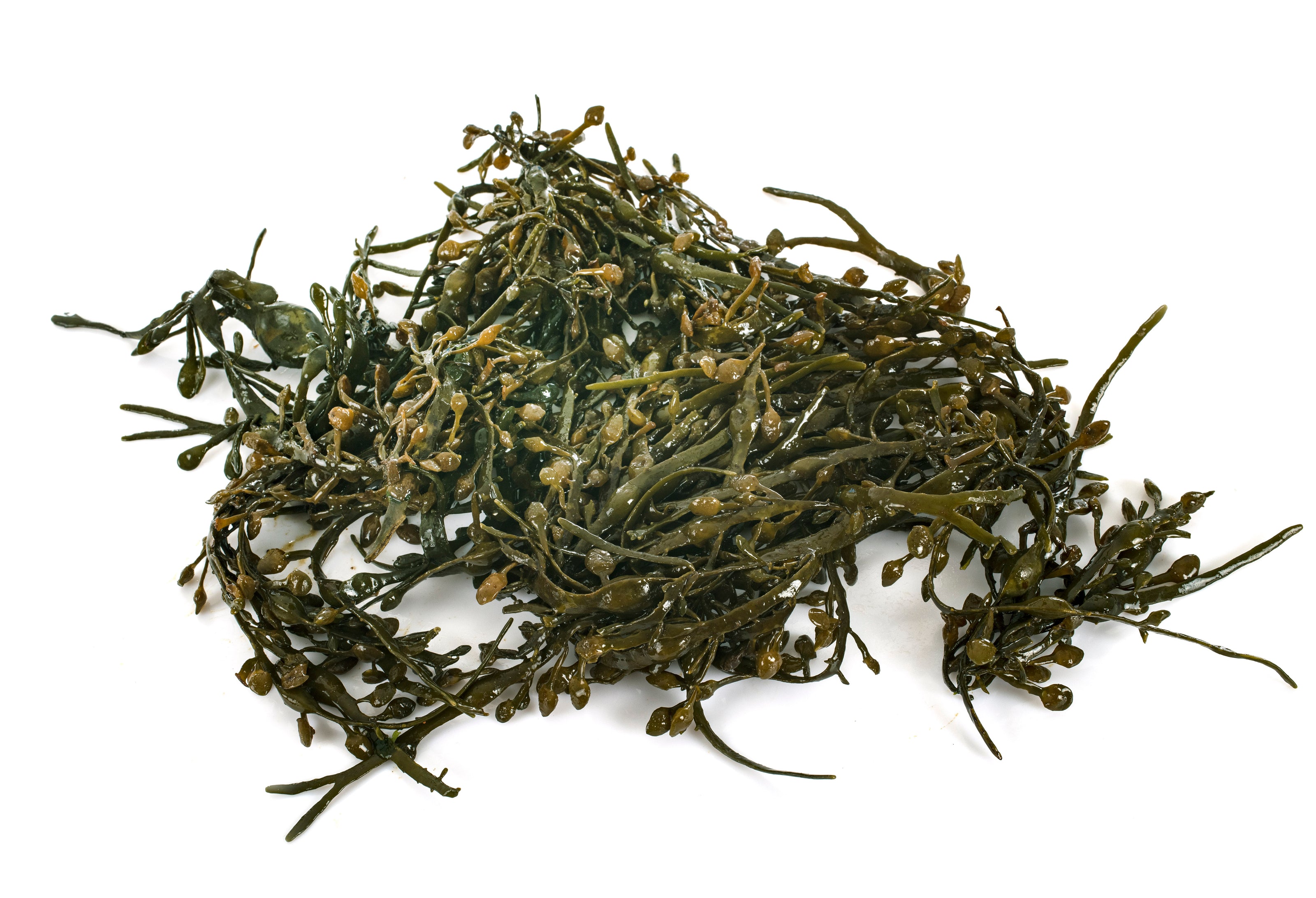 Pile of green seaweed on a white background