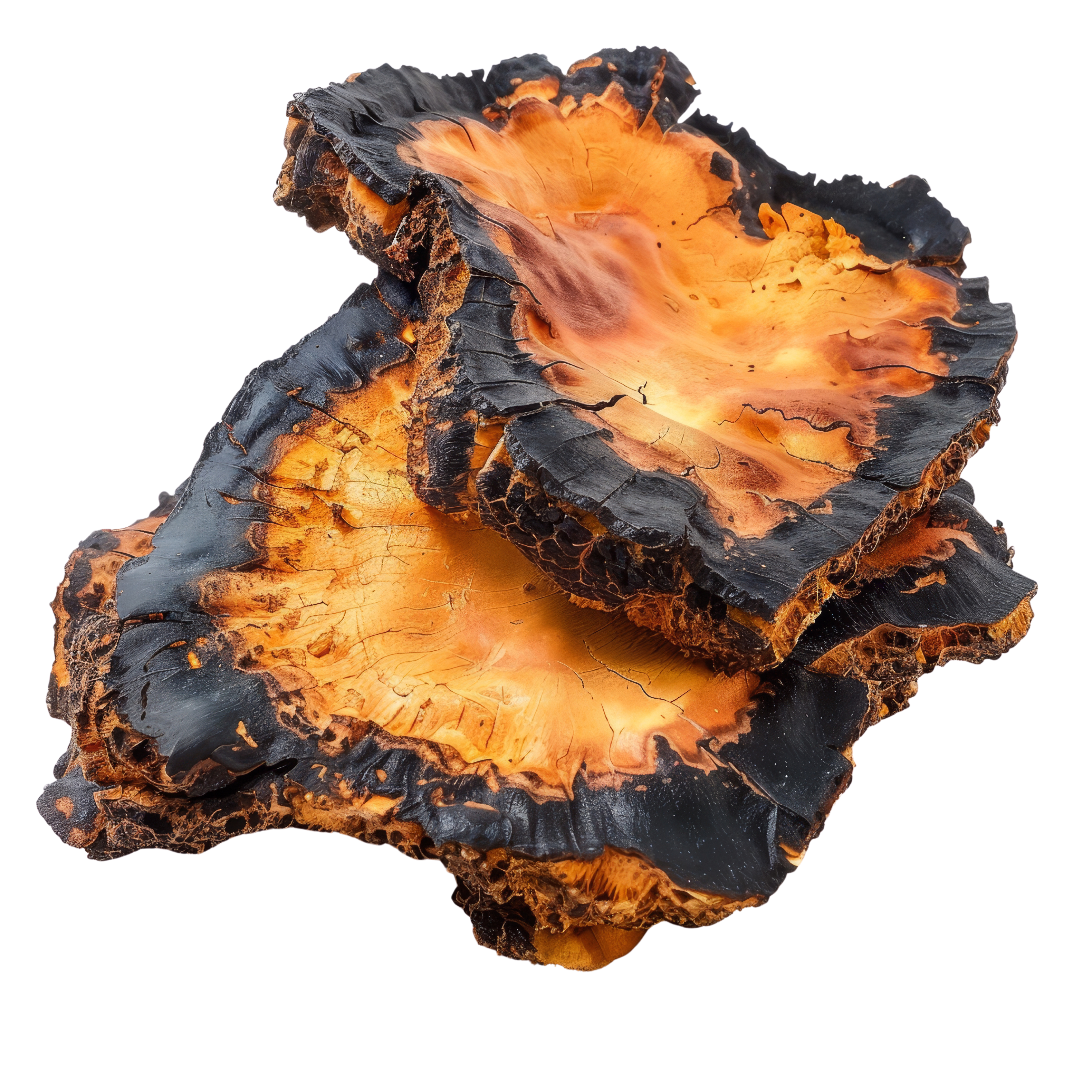 chaga mushroom