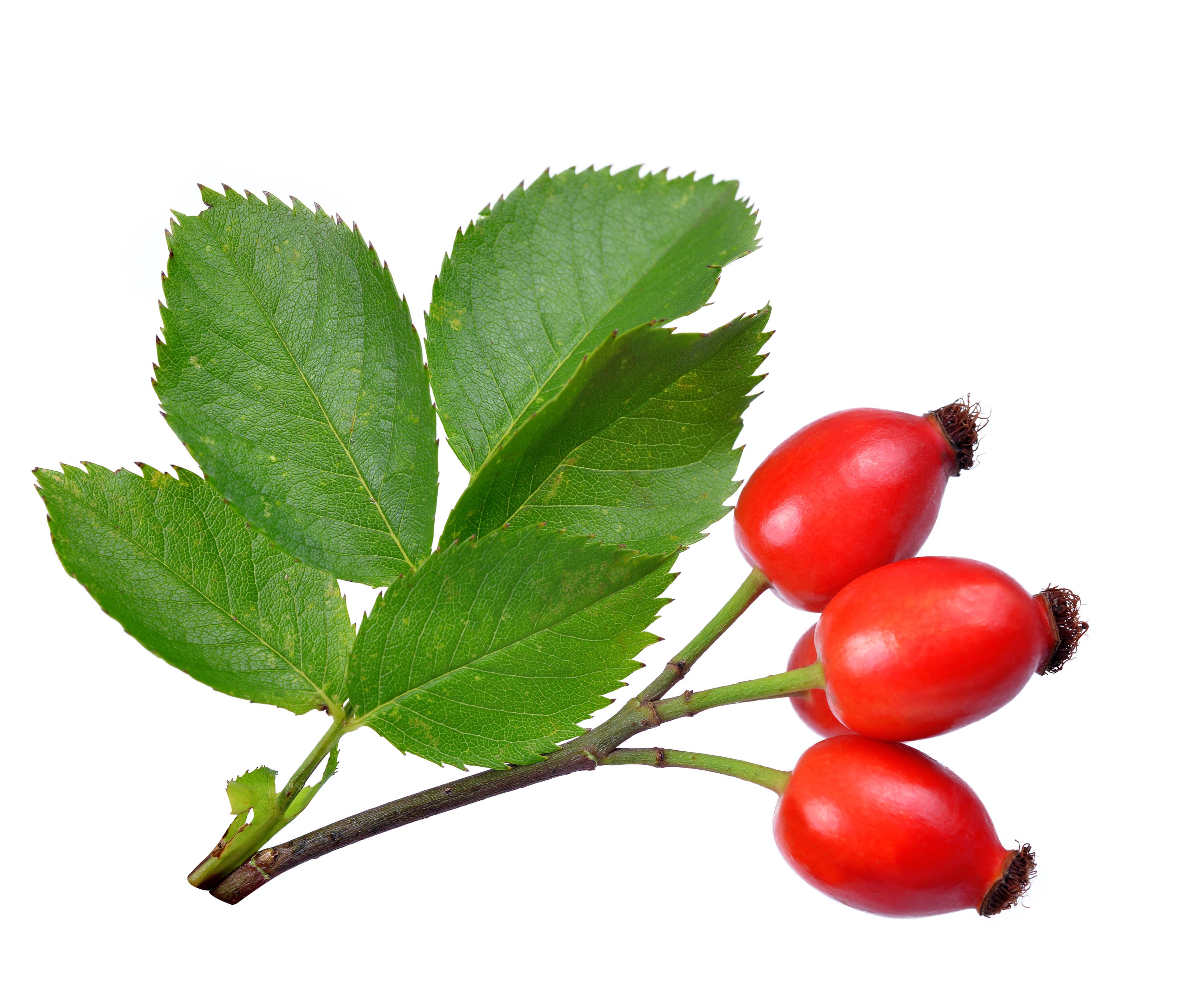 rosehip